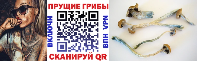 Псилоцибиновые грибы GOLDEN TEACHER  магазин продажи   Мыски 